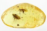 Detailed Fossil Caddisfly and Fungus Gnat In Baltic Amber #294356-1